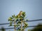 Oriental greenfinch in ginko treetop 2