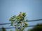 Oriental greenfinch in ginko treetop 5