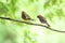 Oriental Greenfinch and Long-tailed Rosefinch
