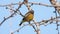 Oriental Greenfinch perched in the tree