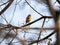 Oriental greenfinch perched in tree branches