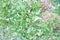 oriental herb portulaca oleracea