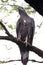 Oriental honey buzzard