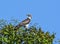 Oriental honey buzzard