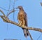 Oriental Honey Buzzard