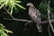 Oriental Honey Buzzard in Bamboo Plantatation