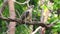 Oriental honey buzzard bird on a tree branch on nature background. Hawk. Animals