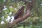 Oriental Honey Buzzard in the jungle