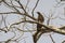 Oriental Honey Buzzard perching on the branch of leafless tree