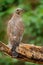 Oriental honey buzzard, Pernis ptilorhynchus, India eagle, perch