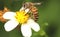 Oriental Honeybee (Apis Cerana) on The Flower under Sunlight