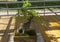 Oriental hornbeam - Bonsai in the style of & x22;Straight and free& x22;