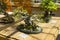 Oriental hornbeam - Bonsai in the style of & x22;Straight and free& x22;