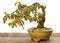 Oriental hornbeam Carpinus orientalis bonsai tree