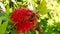 Oriental Hornet on Red Bottlebrush Flower 01 Slow Motion