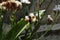 Oriental hornet wasp searching for food on the leaves of the plant