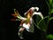 Oriental Hybrid Lily `Salmon Star`