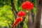 Oriental lanterns in Suzhou