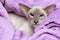 Oriental Lilac-point siamese cat