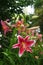 Oriental lilies burst into bloom in summer storm