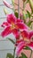 Oriental Lilies  Lilium  â€˜Stargazerâ€™