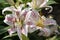 Oriental Lily Muscadet