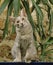 ORIENTAL LONGHAIR DOMESTIC CAT