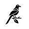 Oriental magpie black glyph icon