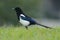 Oriental Magpie portrait