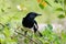 Oriental Magpie Robin