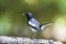 Oriental Magpie Robin