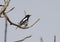 Oriental Magpie Robin