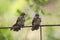 Oriental magpie robin baby on iron fence