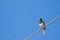 Oriental Magpie Robin bird in black and white perching on a steel cable