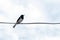 Oriental magpie robin bird hanging on line
