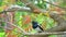 Oriental Magpie Robin Bird Holding On Branch