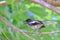 An oriental magpie robin bird sitting on a branch in a tall tree