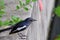 An oriental magpie robin bird sitting on a branch in a tall tree