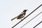 Oriental Magpie Robin bird sitting on electric cable