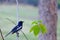 An oriental magpie robin bird sitting on a trunk tree at the park