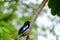 An oriental magpie robin bird sitting on a trunk tree and singing at the park with green nature background