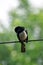 Oriental Magpie Robin bird standing on cable