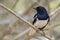 Oriental Magpie-robin - Copsychus saularis