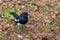 Oriental Magpie-robin - Copsychus saularis