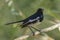 Oriental Magpie-robin - Copsychus saularis