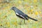 Oriental Magpie-robin Copsychus saularis