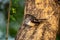Oriental magpie robin or Copsychus saularis also bangladesh national bird close up at keoladeo national park bharatpur