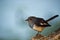 Oriental magpie robin or Copsychus saularis also bangladesh national bird close up at keoladeo national park bharatpur