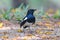 Oriental Magpie Robin Copsychus saularis Beautiful Male Birds of Thailand