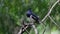 Oriental Magpie Robin Copsychus saularis Beautiful Male Birds of Thailand